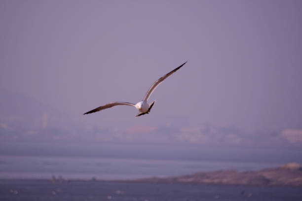 seagull flying in the sky Oido, Ansan-si, Gyeonggi-do, Korea asa animal stock pictures, royalty-free photos & images