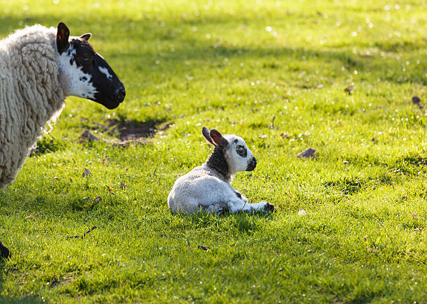 istock Black and white lamb in meadow 177802967