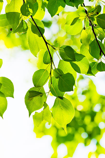 istock green leaves, shallow focus 177803220