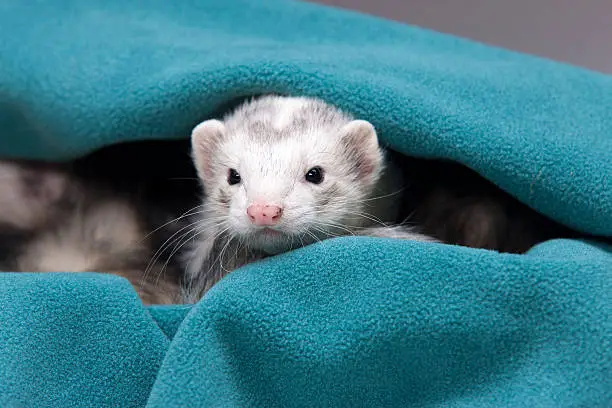 A white ferret peeks out from a green cloth.