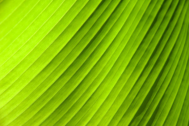 istock Lines and textures of Green Palm leaves 177804551