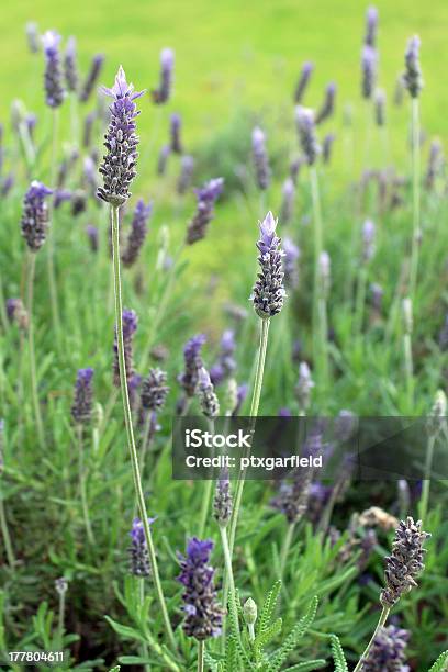 Lavandula Dentata A Species Of Lavender Stock Photo - Download Image Now - Aromatherapy, Backgrounds, Beauty In Nature