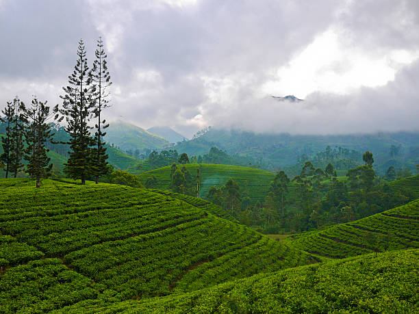 istock Tea fields close to Nuwara Eliya, Sri Lanka 177804871