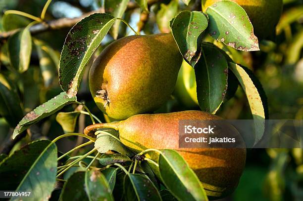 Pears With Leaves Stock Photo - Download Image Now - Agriculture, Autumn, Botany