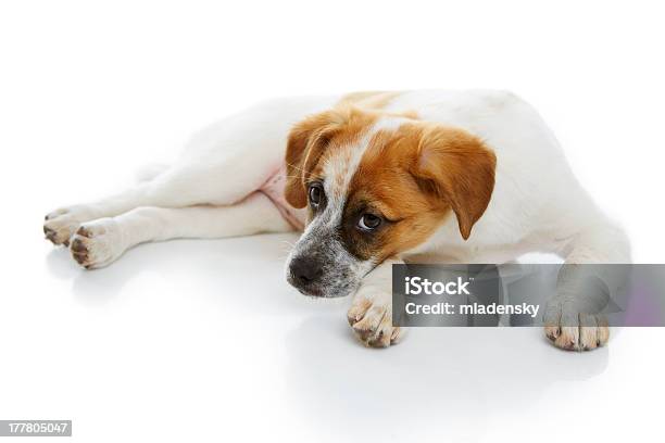 Descansar Doggy - Fotografias de stock e mais imagens de Animal - Animal, Animal Doméstico, Animal de Estimação