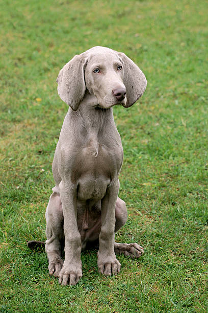 istock Weimartaner Short Haired Pointing Dog 177805096
