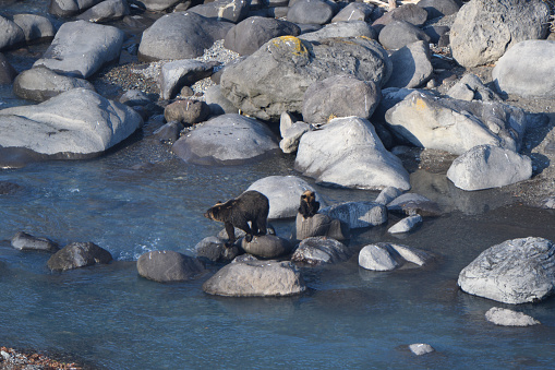 A mother and her baby brown bear searching for salmon in a river on the Shiretoko Peninsula, Hokkaido.