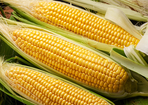 Three ear corn.See other  images in my lightbox \