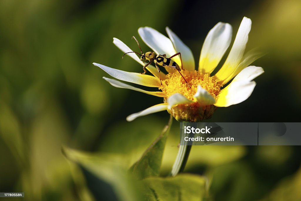 Insecte sur une marguerite - Photo de Camomille - Fleur des zones tempérées libre de droits