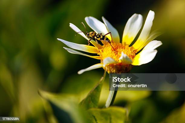 Photo libre de droit de Insecte Sur Une Marguerite banque d'images et plus d'images libres de droit de Camomille - Fleur des zones tempérées - Camomille - Fleur des zones tempérées, Capitule, Fond coloré