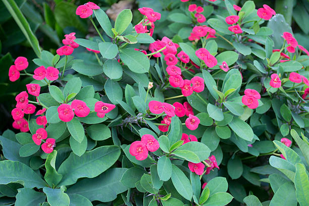 istock Crown of thorns flower 177805751