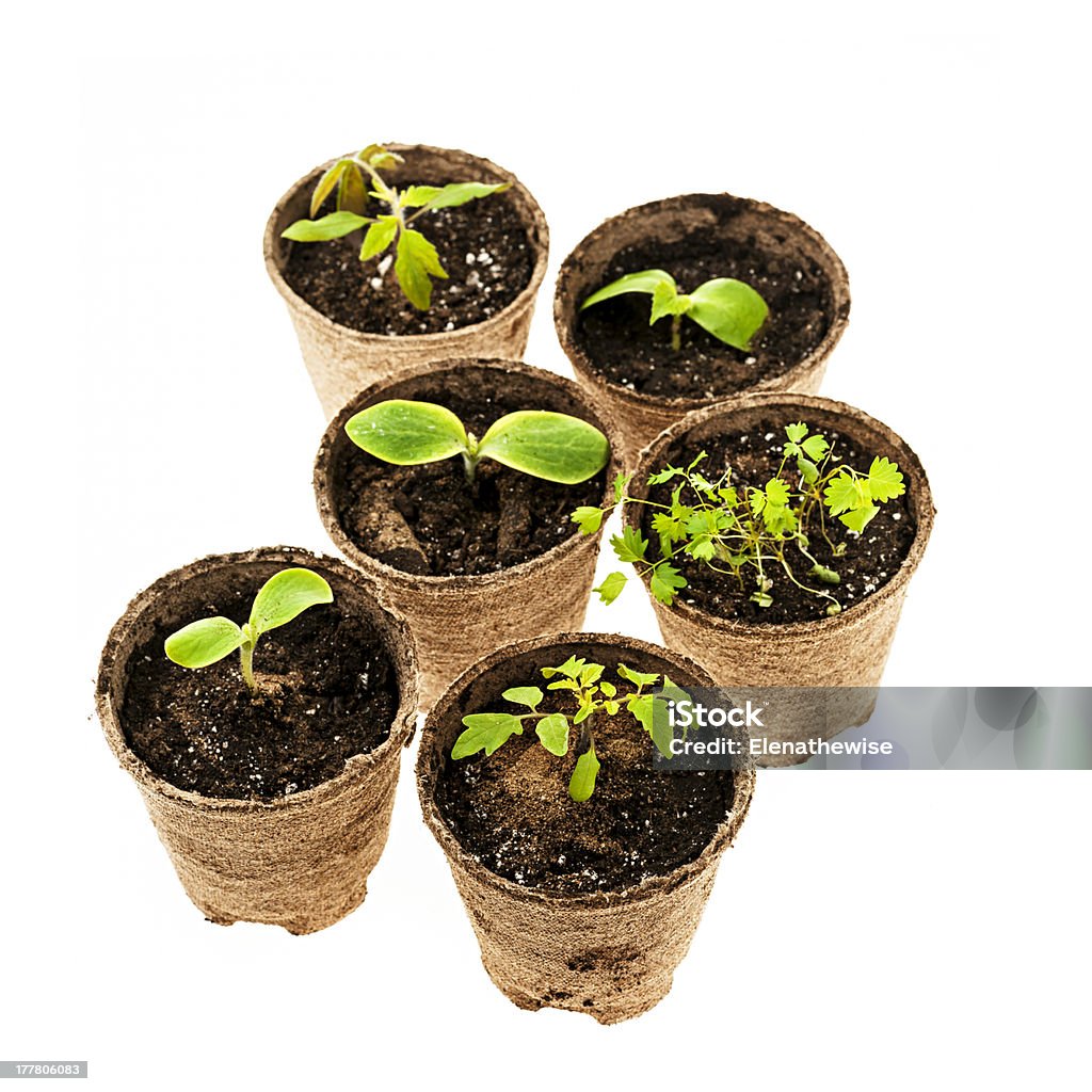 Seedlings growing in peat moss pots Several potted seedlings growing in biodegradable peat moss pots isolated on white background Biodegradable Stock Photo