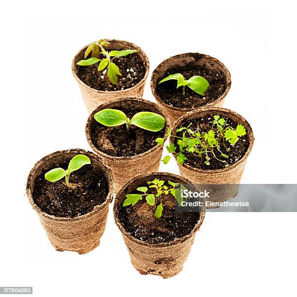 Seedlings Growing In Peat Moss Pots Stock Photo - Download Image Now - Biodegradable, Brown, Bud