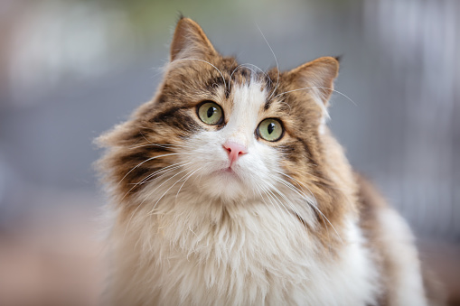 Portrait of a siberian cat with green eyes lying on the floor at home. Fluffy purebred straight-eared long hair kitty. Copy space, close up, background. Adorable domestic pet concept.