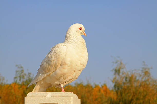 istock white pigeons in a stone building 177806171