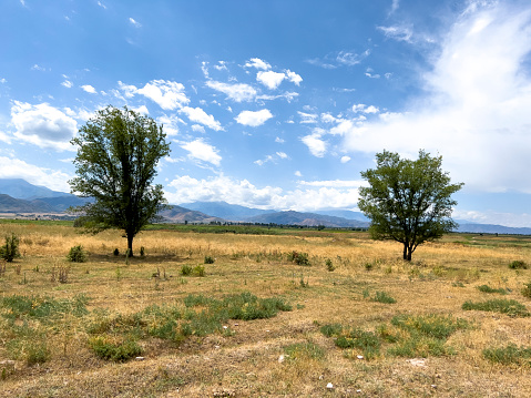 The trees in front of the mountains.