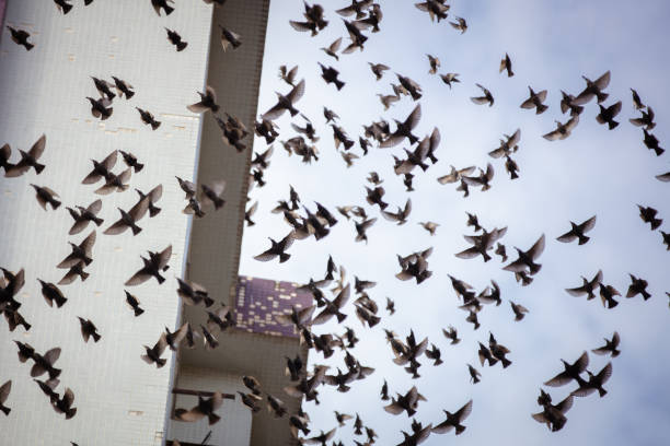 Flock of starlings are flying in city life.