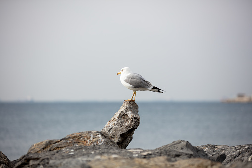 Gull in the air above the water with spread wings (Larus ridibundus)