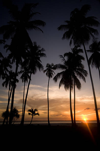 istock Silhouette of Palm Trees on Beach 177806728