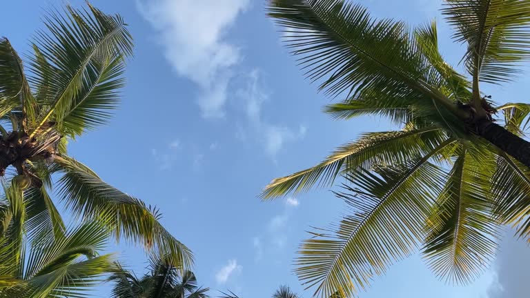 Green palm tree branches on blue sky cloudy
background