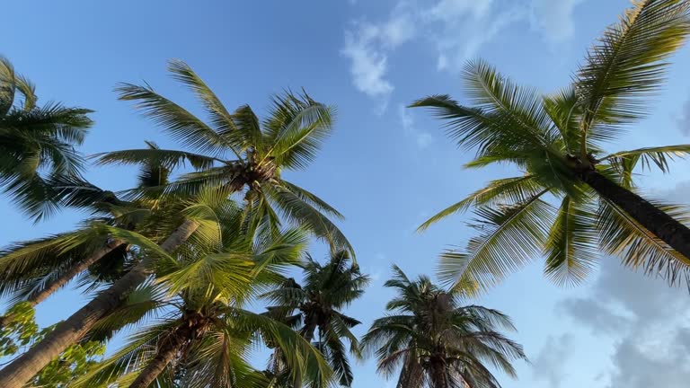 Green palm tree branches on blue sky cloudy
background