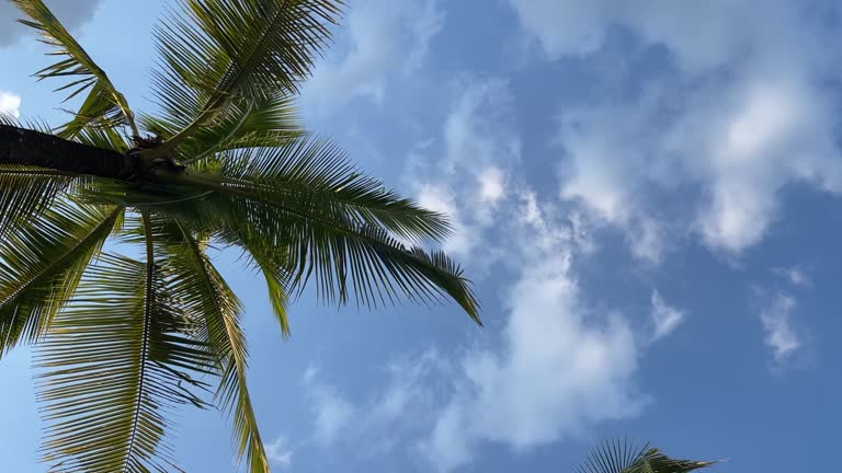 Green palm tree branches on blue sky cloudy
background