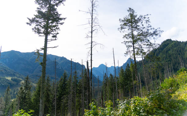 istock mountain view forest landscape Poland Zakopane 1778067786