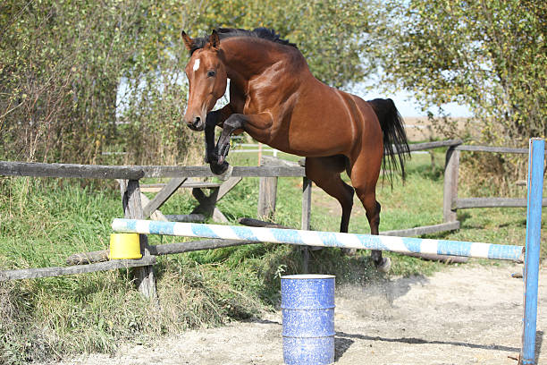 Sport horse jumping in freedom stock photo