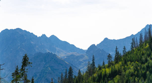 istock mountain view forest landscape Poland Zakopane 1778069981