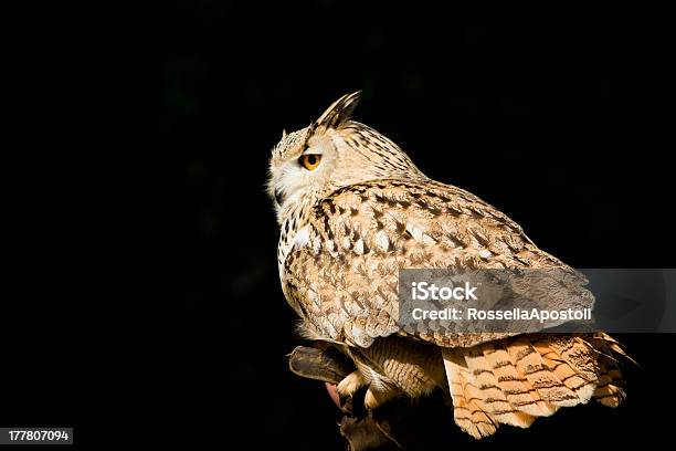 Gufo - Fotografie stock e altre immagini di Animale - Animale, Animale in cattività, Animale selvatico