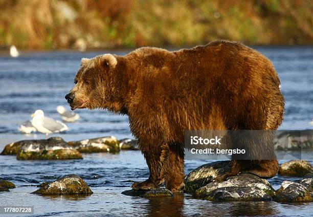 Kodiak Brown Bear Stockfoto und mehr Bilder von Alaska - US-Bundesstaat - Alaska - US-Bundesstaat, Braunbär, Dick