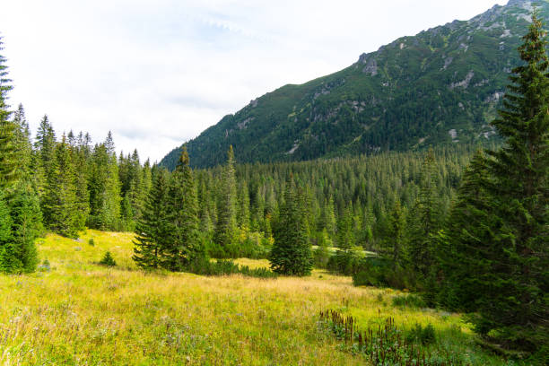 istock mountain view forest landscape Poland Zakopane 1778072705