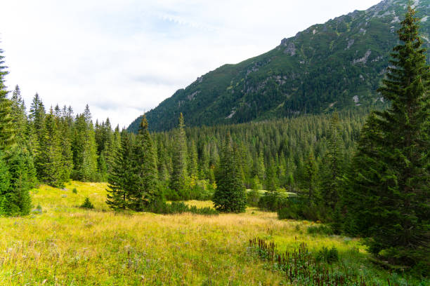 istock mountain view forest landscape Poland Zakopane 1778072709