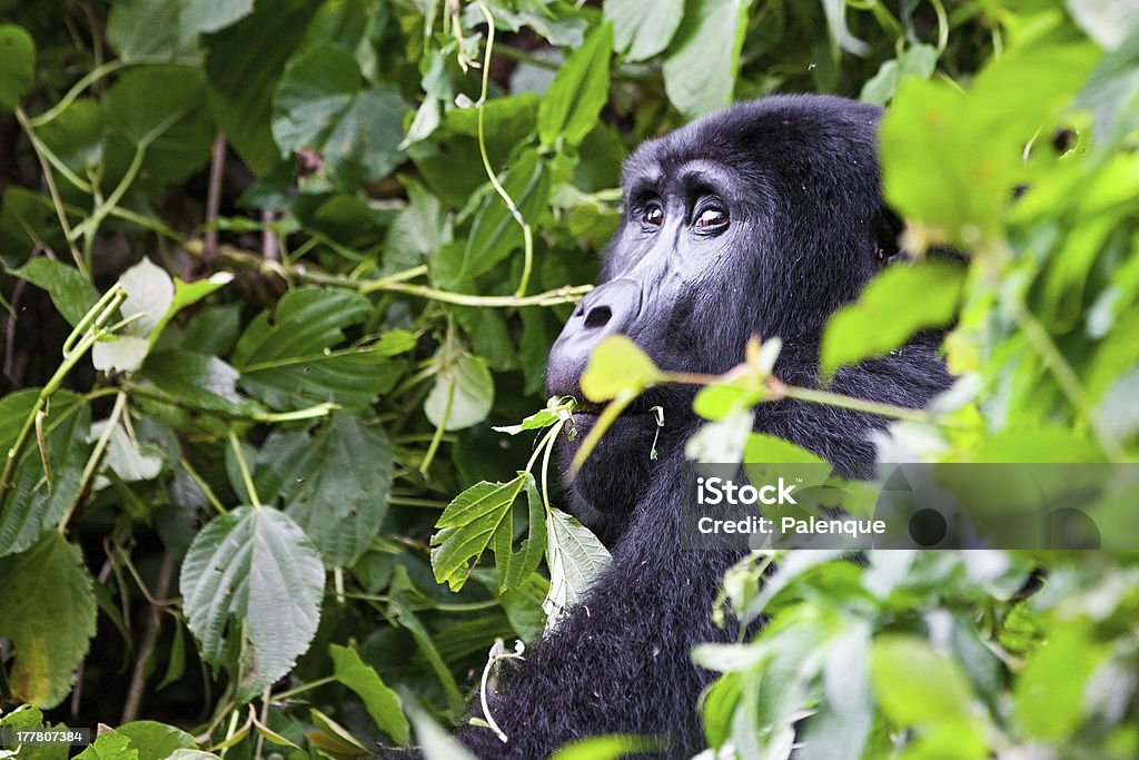 Mountain Gorilla One of the most endangered animals, a great Mountain Gorilla, in the Bwindi National Park in Uganda. Africa Stock Photo