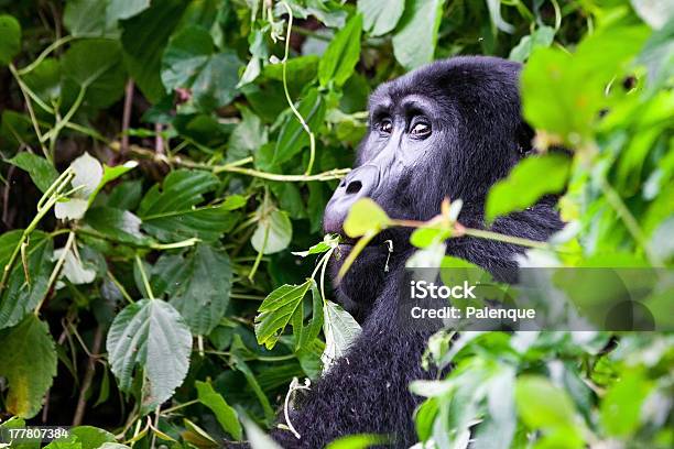 Mountain Gorilla Stock Photo - Download Image Now - Africa, Animal, Animal Family
