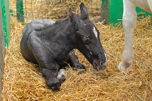 Small Newborn Black Foal Horse laying Down in Stable