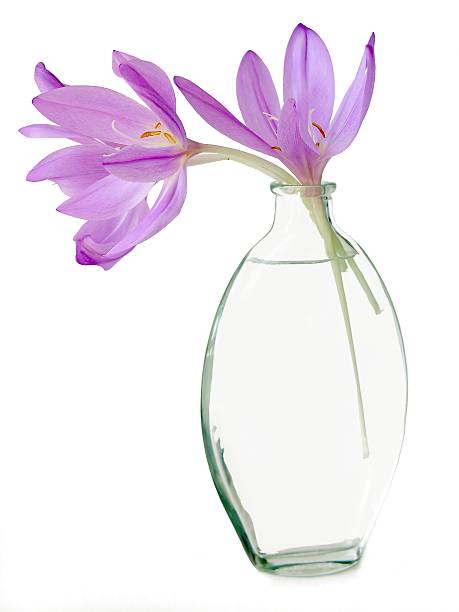 istock lila colchicum flowers 177807460