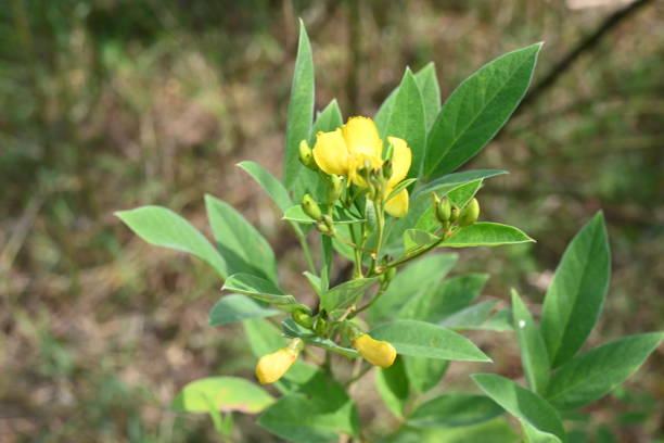 istock Pigeon pea crop with flowers. 1778075042