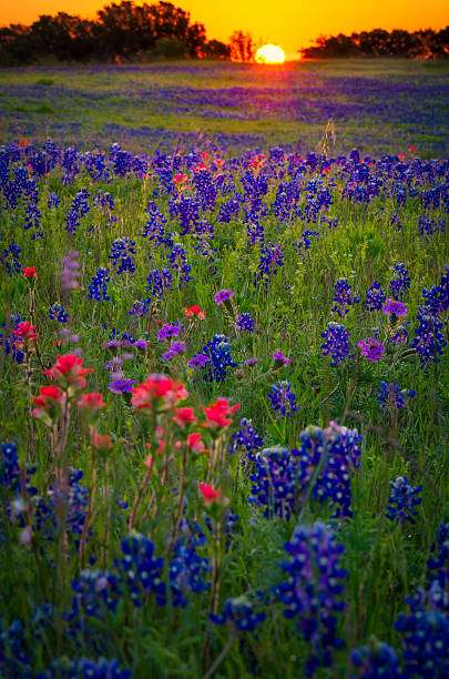 istock Wildflower Sunrise on Sugar Ridge Road 177807606