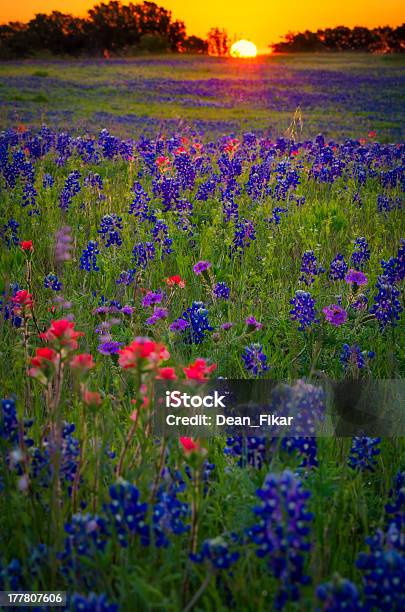 Wildflower Sunrise On Sugar Ridge Road Stock Photo - Download Image Now - Bluebonnet, Agricultural Field, Blossom