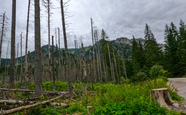 istock mountain view forest landscape Poland Zakopane 1778080714