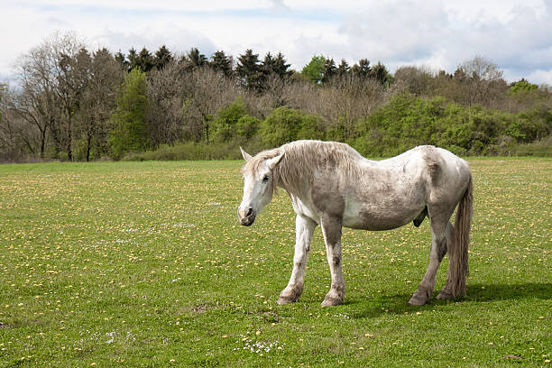 istock Old horse in a meadow with dandelions 177808140