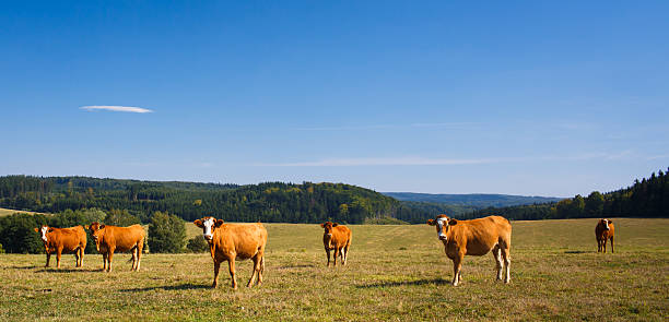 istock Cows grazing on a lovely green pasture 177808141