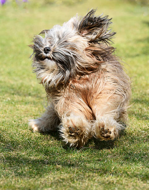 istock Running Tibetan Terrier Dog 177808180