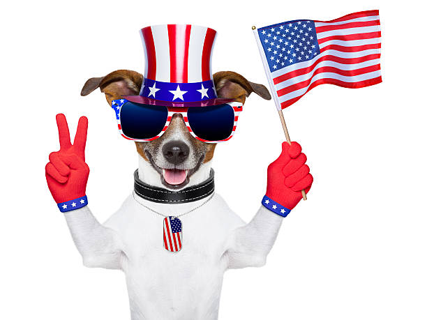 istock usa american dog 177808363