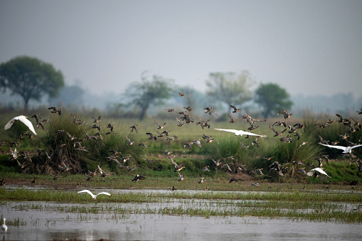 Flock of Ducks  Landing in wetland