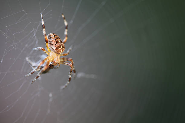 istock Diadem spider with prey 177808727