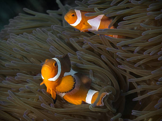 istock Clown Fish and Anemone 177808804