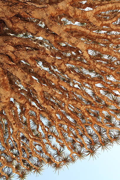 istock Spiky leaves of Dragon tree 177808839