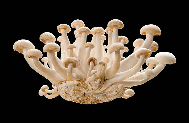istock Royal Trumpet Mushroom isolated 177808849
